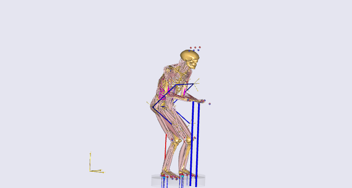 muscle skeletal modeling  